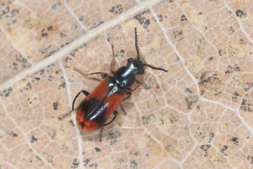 Anthocomus equestris
